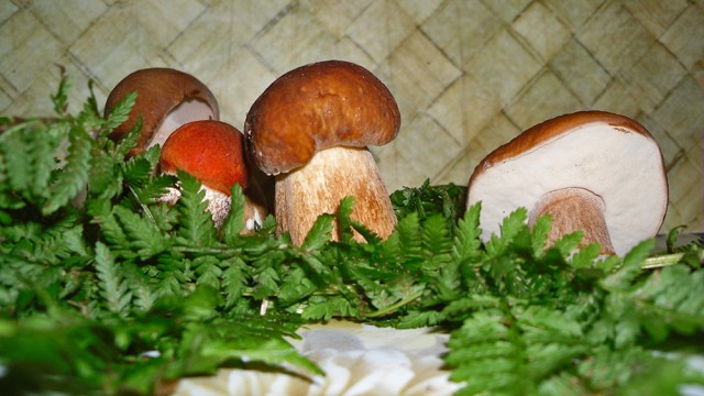 Раскрываем тему грибов