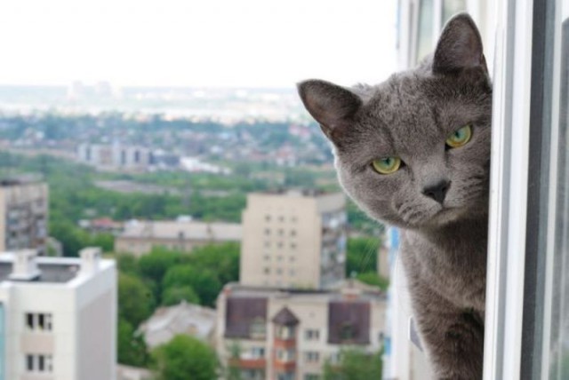Разные картинки из сети