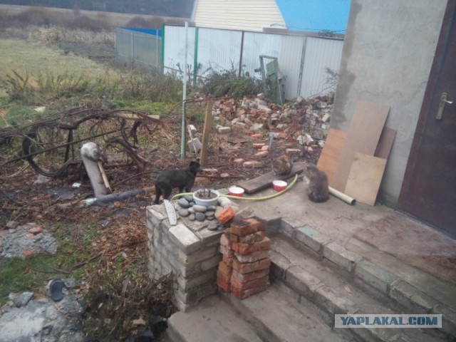 Котовторник 22.11.2016