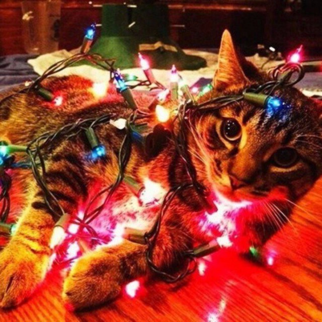 Коты из сети