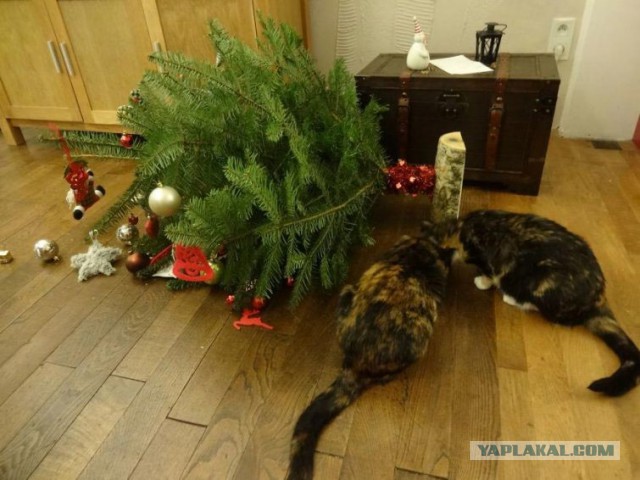Миссия выполнена! Коты и елки!