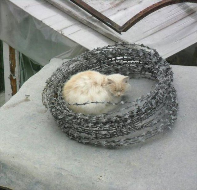 Коты и Кошки