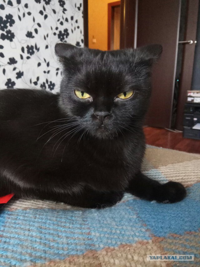 Котовторник 14.03.2017
