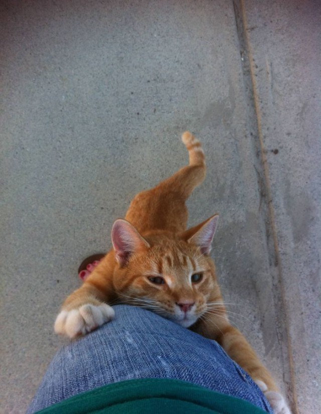 Коты и Кошки