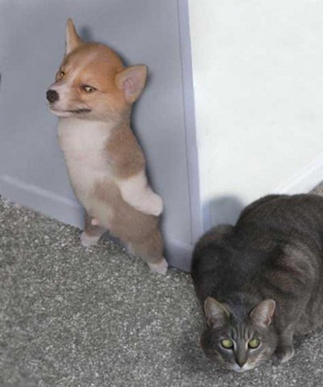 Коты и Кошки