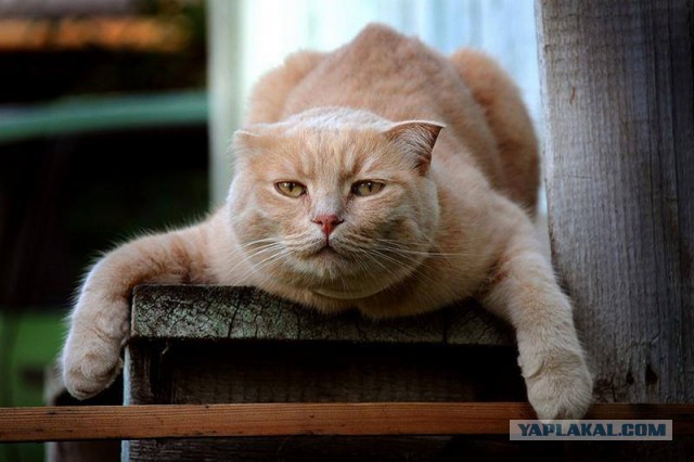 Котовторник