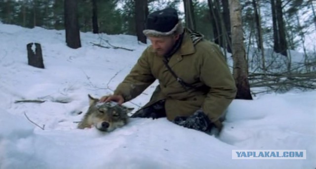 Придет серенький волчок...