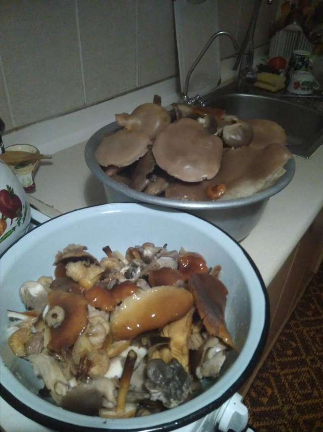 А у нас начало грибного сезона