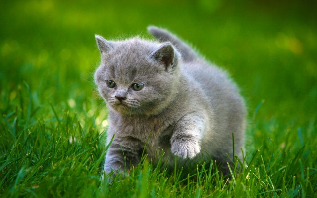 Прикольных котов пост