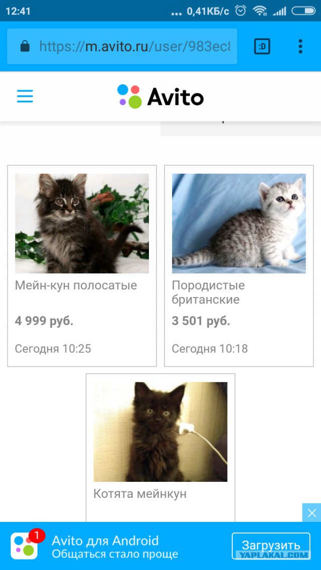 Кошачья мафия победит?