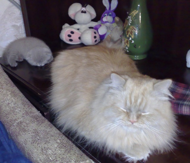 Котовторник на Япе (25.03), подхватываем подборку!