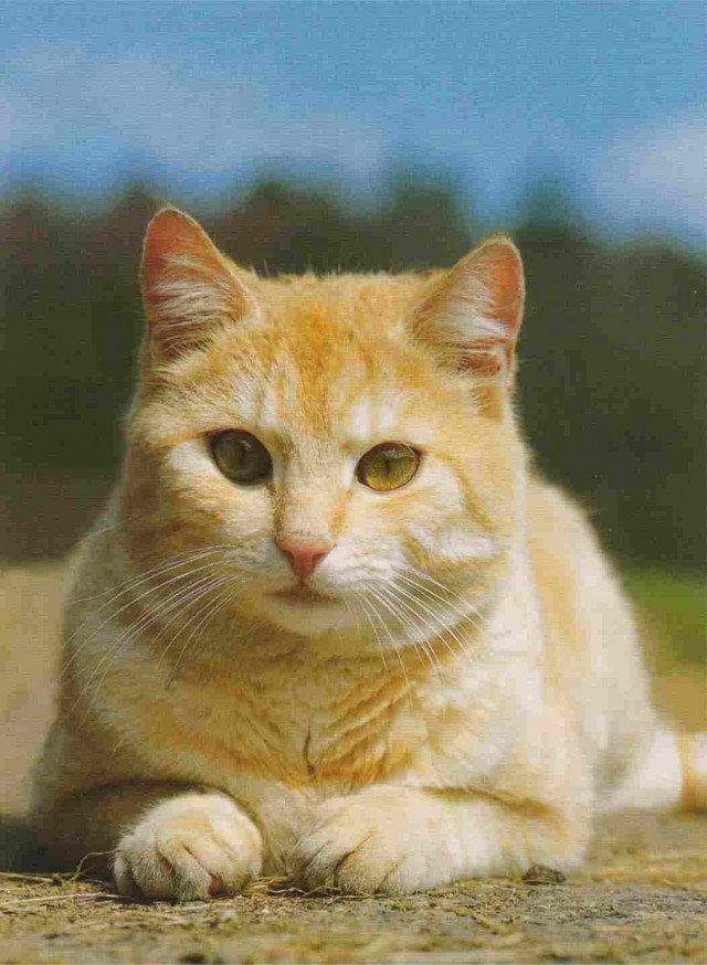 Котовторник на ЯПлакалъ (27.05.08), прикольные коты, добавляем свои!