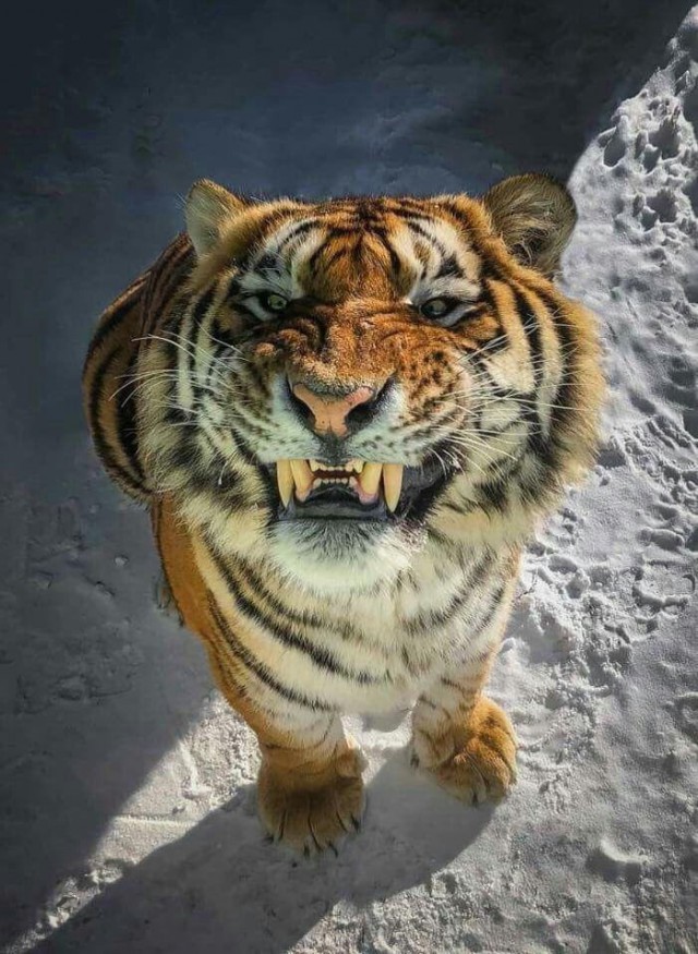 Живность из сети
