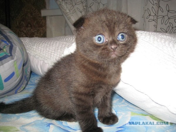 Ну что, котовторник?