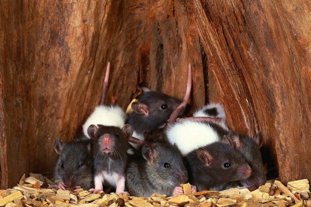 Много ли мы знаем о крысах?
