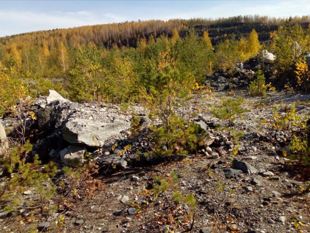 Осенняя тайга
