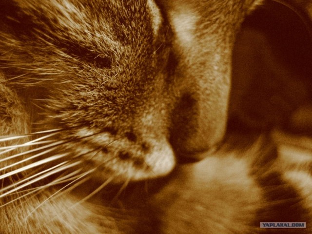 Котовторник - С праздником, котоводы!