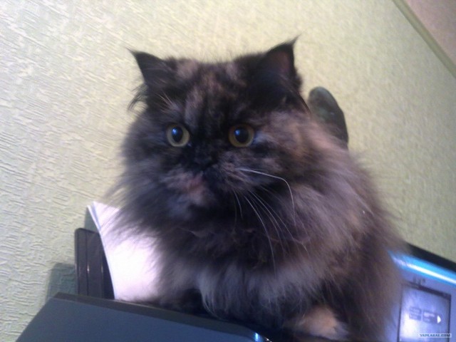 Котовторник 27.12.11