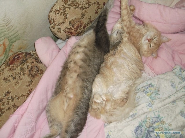 Котовторник (10.01.2012)