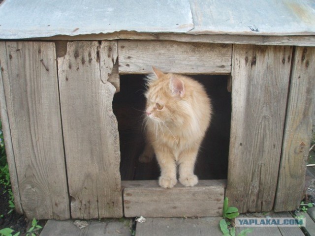 Котовторник! 13.03.2012