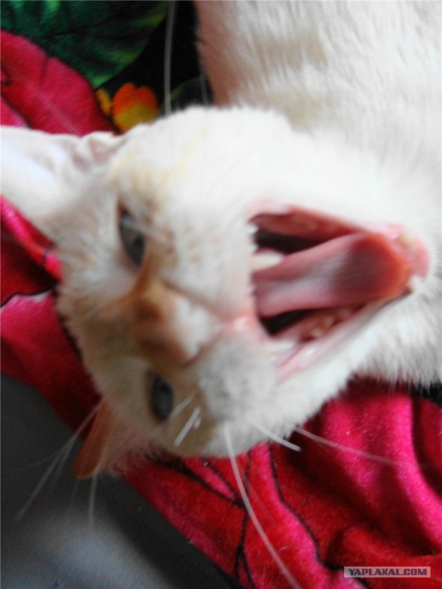 Котовторник 1 мая 2012