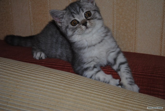 Котовторник  12. 06. 2012