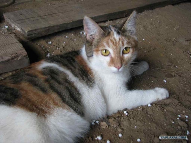 Котовторник на 26.06.12