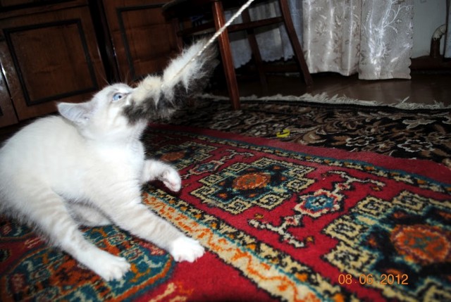 Котовторник 10. 07. 2012
