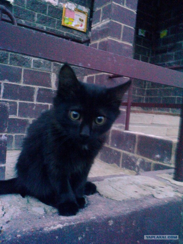 Котовторник 11.09.2012