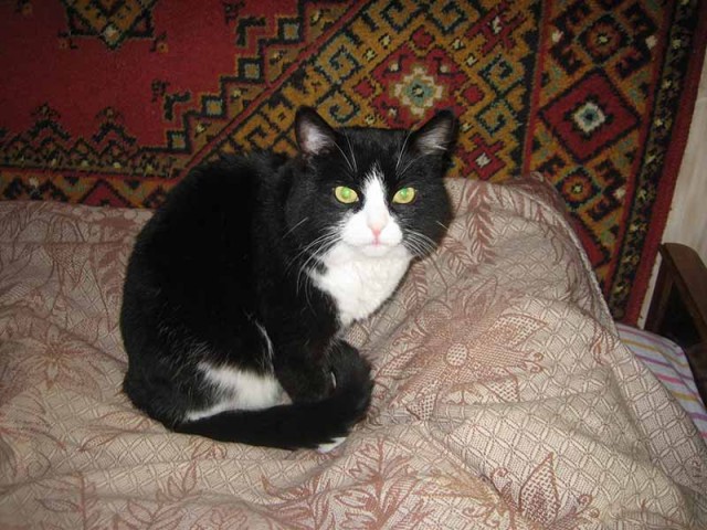 Котовторник  16.10.12