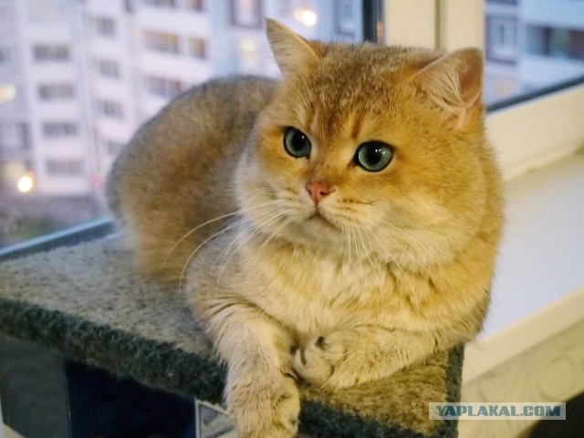 Котовторник 26.02.2019