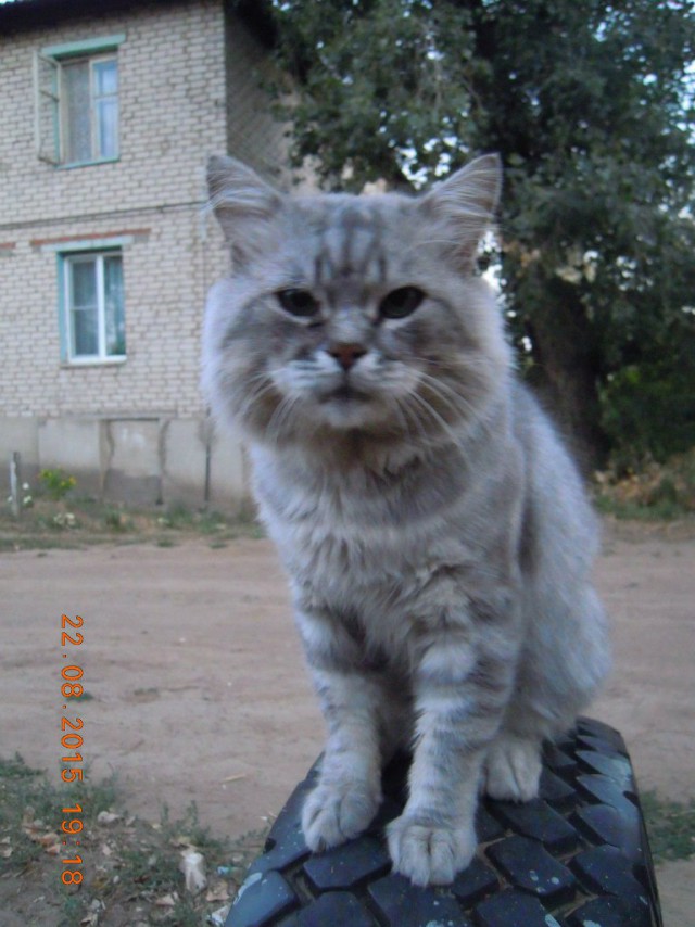 Картинки с котами и про котов