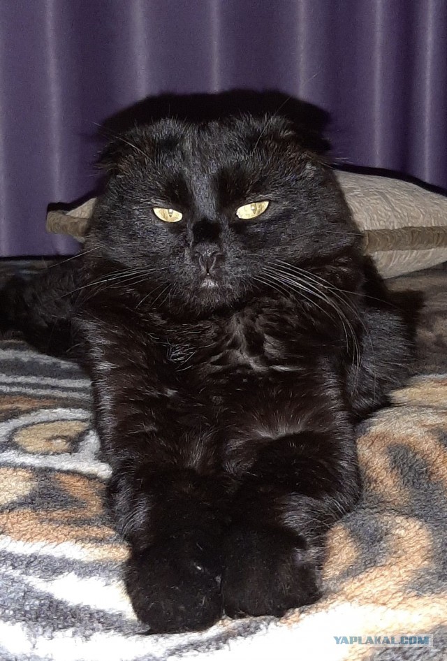 Начнем котоФторник?