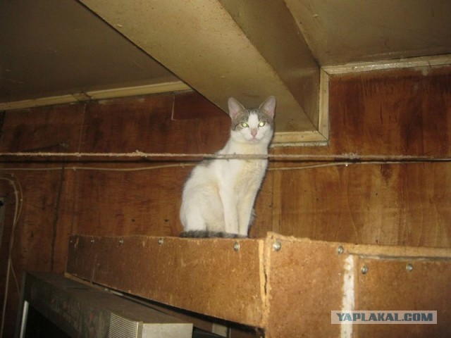Жизнь домашнего приюта для котеек 321