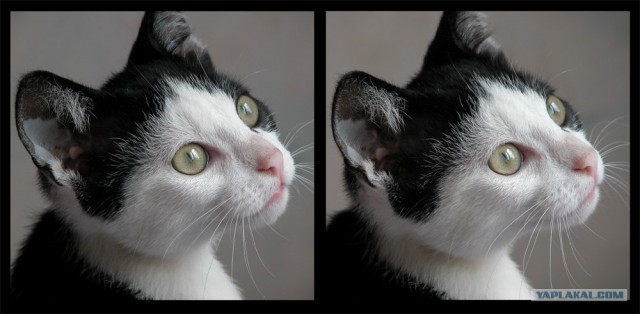 Котенок и счетка