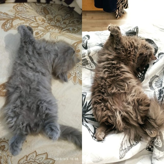 Котовторнику быть!