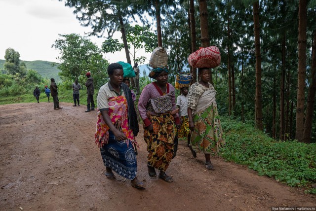 Уганда: самая настоящая Африка с гориллами и носорогами!
