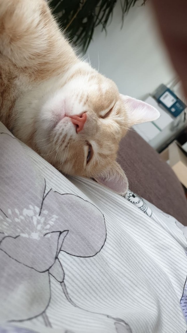 Кот Василий