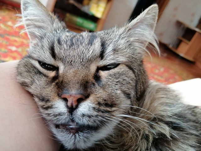 Кот который прожил жизнь