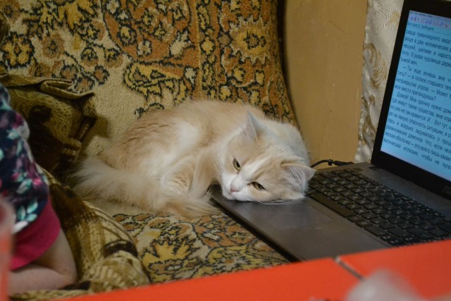 Что-то котовторник никто не начинает...