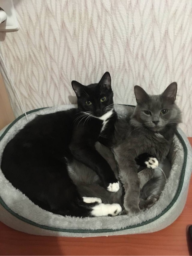 Они для нас - страница в жизни... Котовторник.