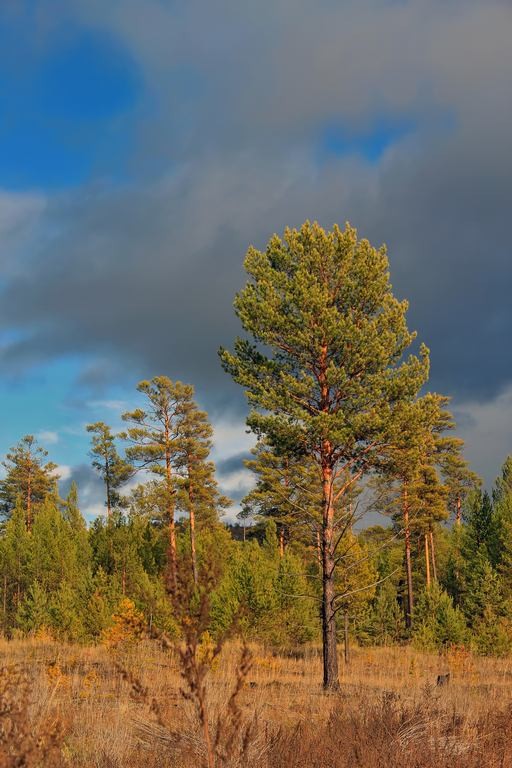 Красноярская тайга