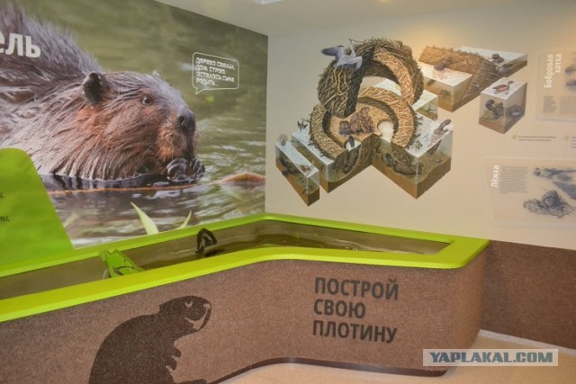 Дорога к бобру