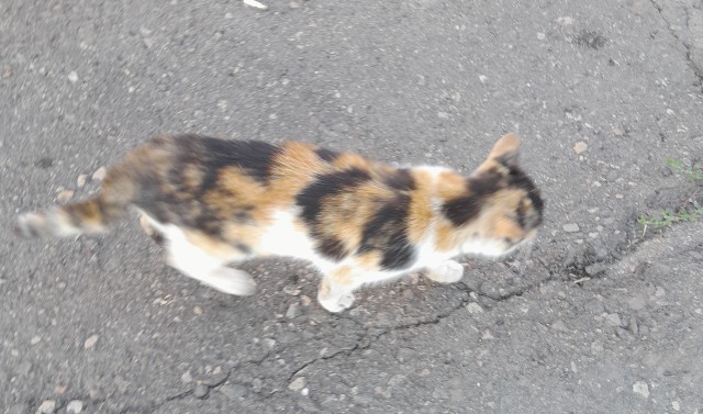 Котики и собачки, СВО и утя