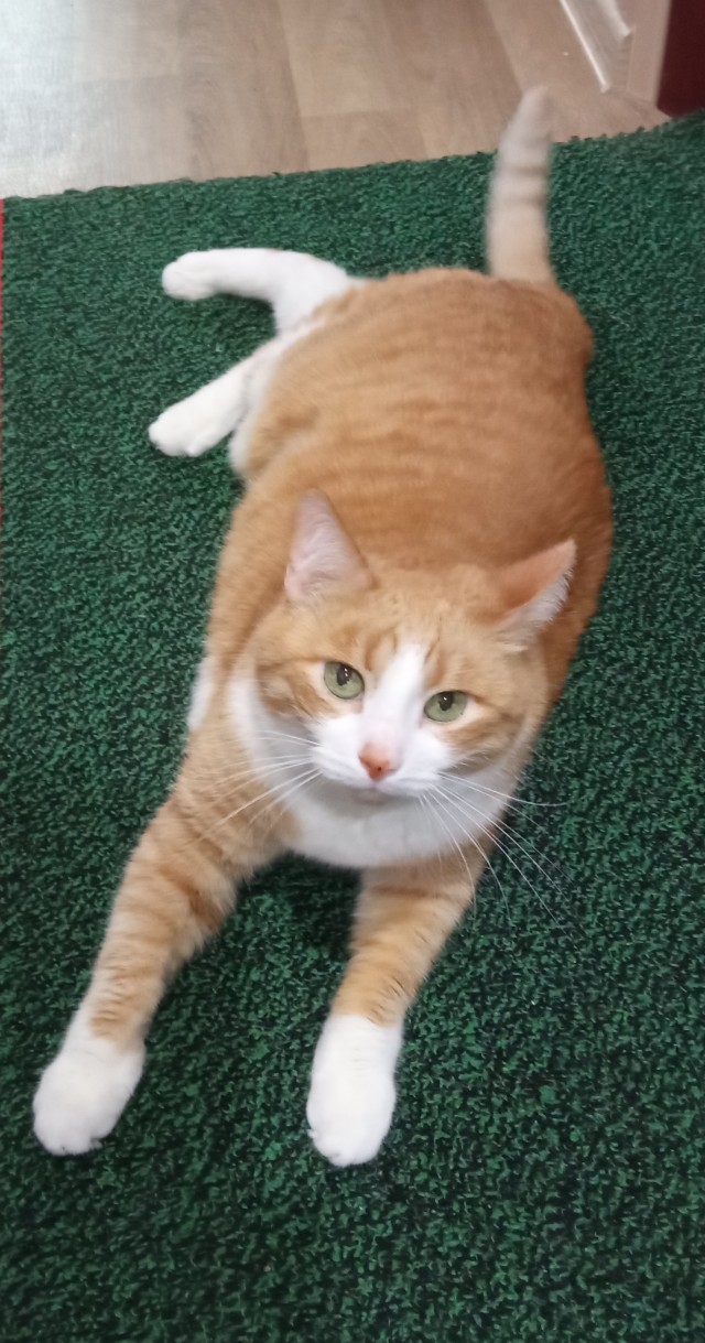 Начинаем котовторник.