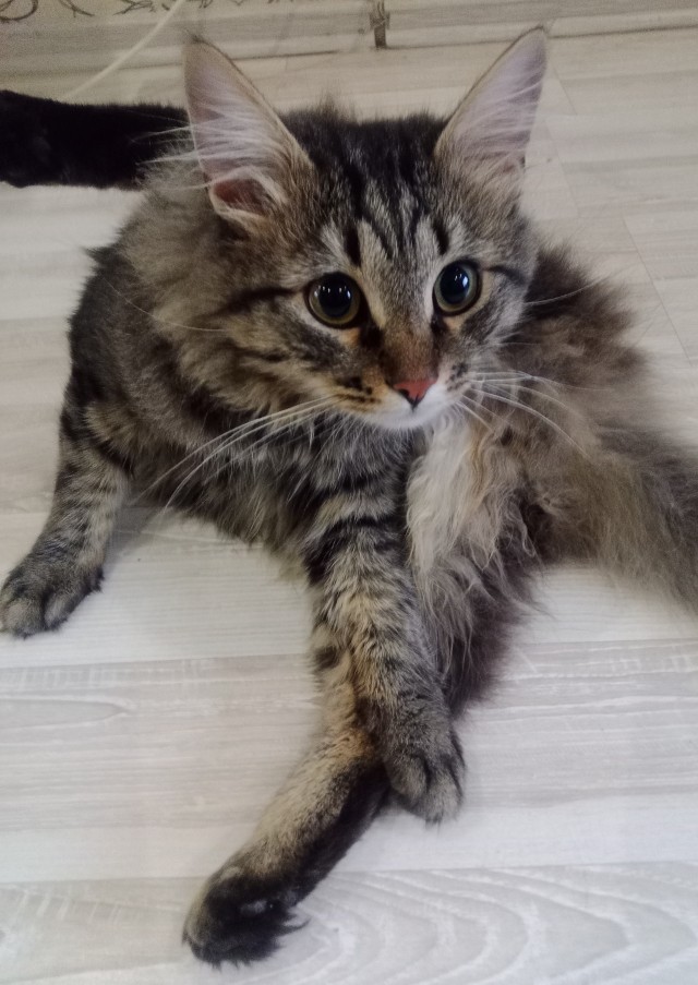 Коточетверг!