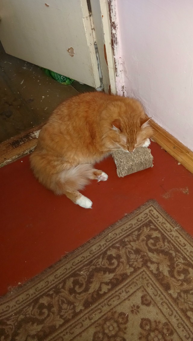 Котовторник! 16+ Коллеги-рабы, отмечаемся, у кого хозяину много лет!