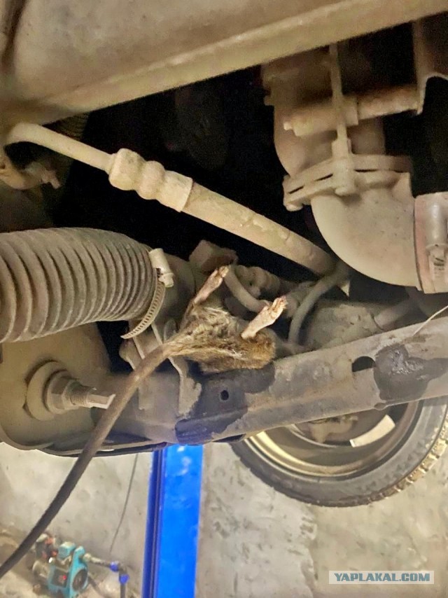 Крыса сломала автомобиль