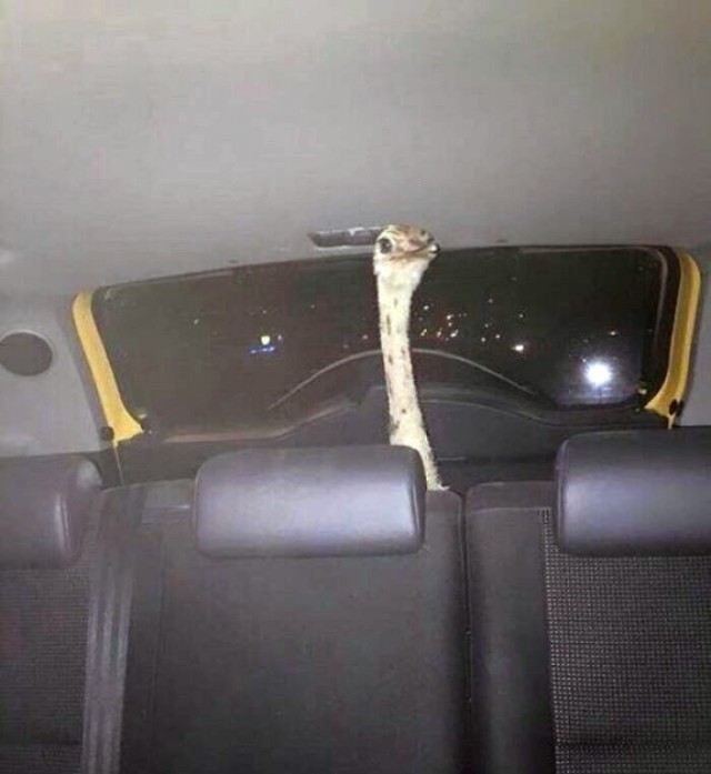 Вам всё равно никто не поверит: 30 фото удивительных случаев от пользователей Сети