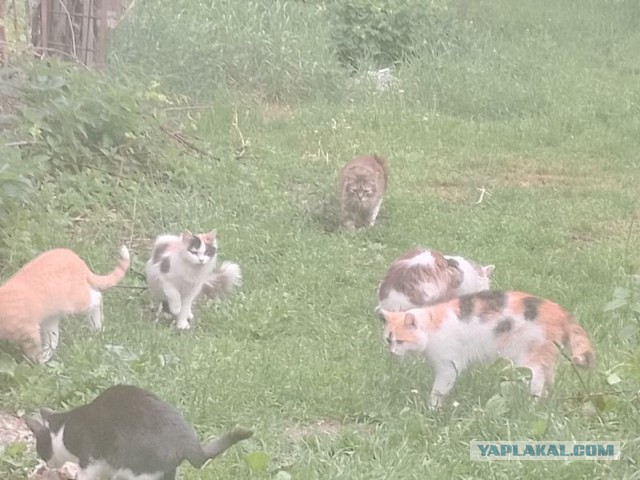 Жизнь домашнего приюта для котеек 544